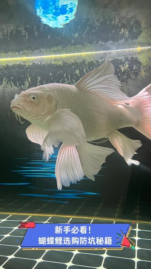 蝴蝶鯉魚，關(guān)于蝴蝶鯉魚的問題