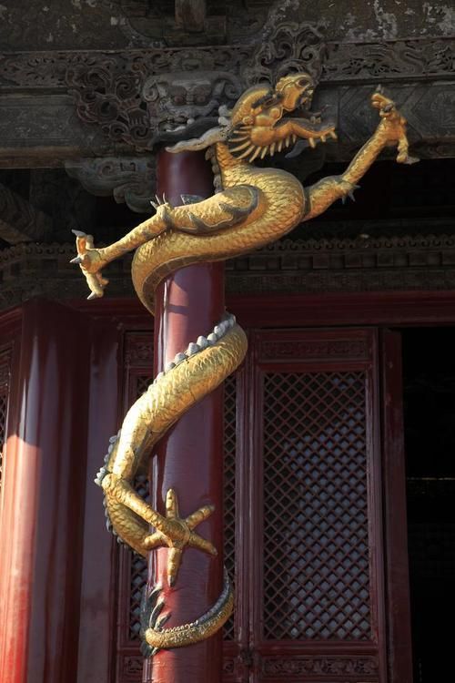 金頭金龍和古典金龍哪個更受歡迎