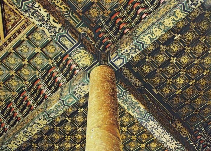 金頭金龍和古典金龍哪個更受歡迎