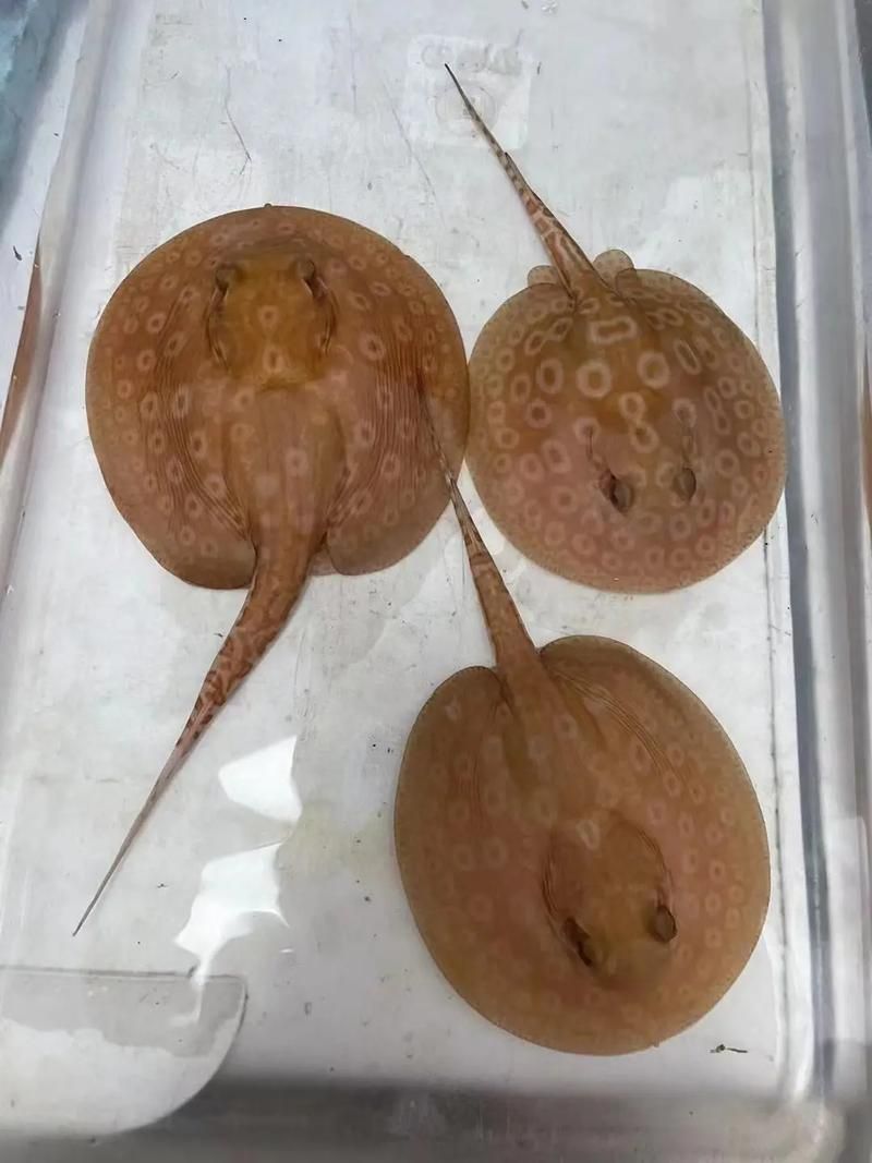如何判斷白子黑帝王魟魚是否健康？，如何判斷白子黑帝王王魟魚是否健康？ 如何判斷白子黑帝王魟魚是否健康？，如何判斷白子黑帝王王魟魚是否健康？ 龍魚百科 第4張