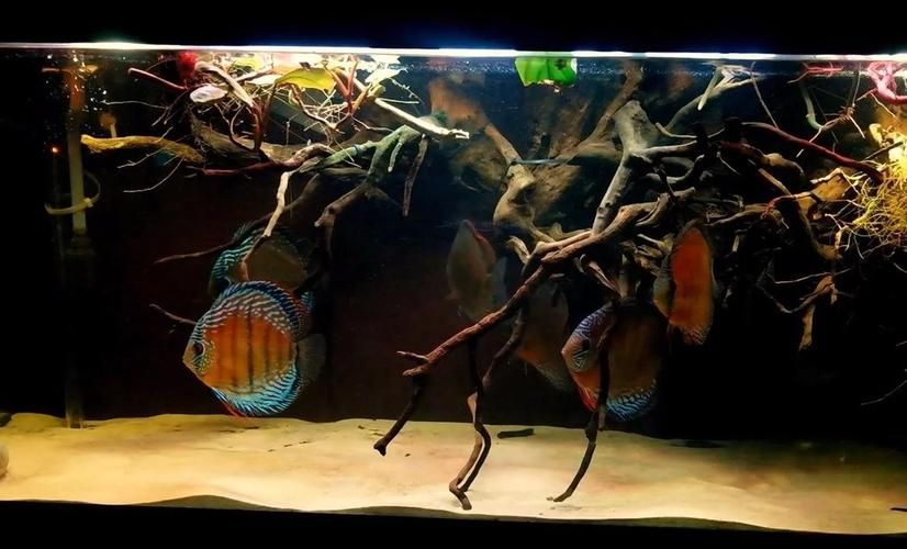 祥龍魚場還有哪些造景風格？，祥龍魚場的造景風格探索 祥龍魚場還有哪些造景風格？，祥龍魚場的造景風格探索 龍魚百科 第15張