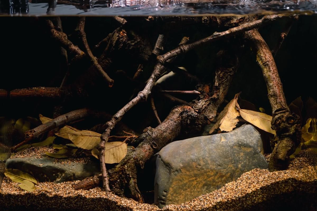 祥龍魚場還有哪些造景風格？，祥龍魚場的造景風格探索 祥龍魚場還有哪些造景風格？，祥龍魚場的造景風格探索 龍魚百科 第17張