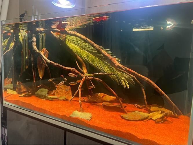 祥龍魚場還有哪些造景風格？，祥龍魚場的造景風格探索 祥龍魚場還有哪些造景風格？，祥龍魚場的造景風格探索 龍魚百科 第13張