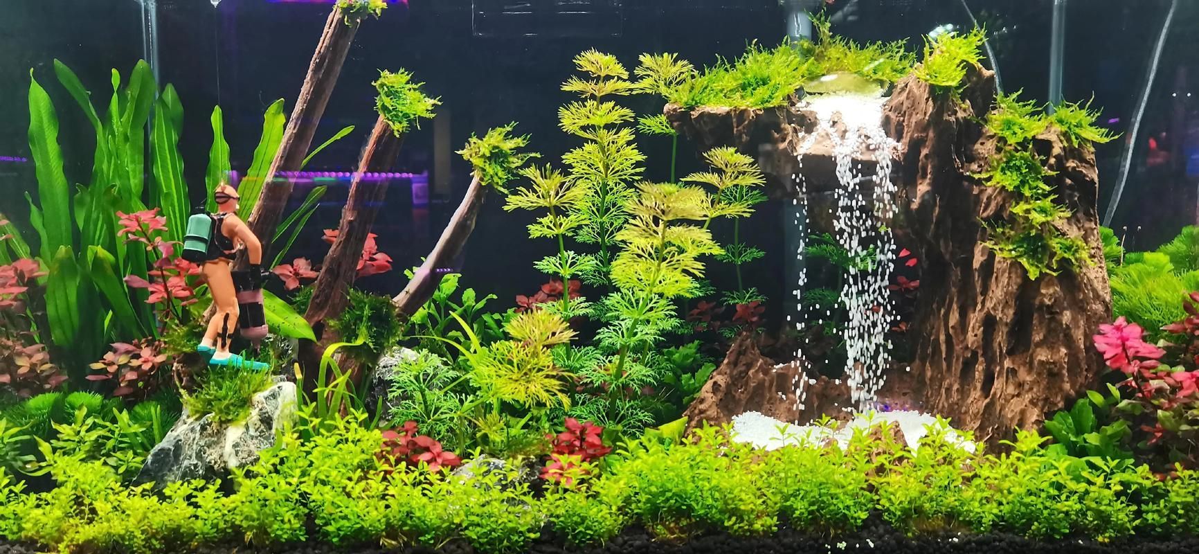 祥龍魚場還有哪些造景風格？，祥龍魚場的造景風格探索 祥龍魚場還有哪些造景風格？，祥龍魚場的造景風格探索 龍魚百科 第6張