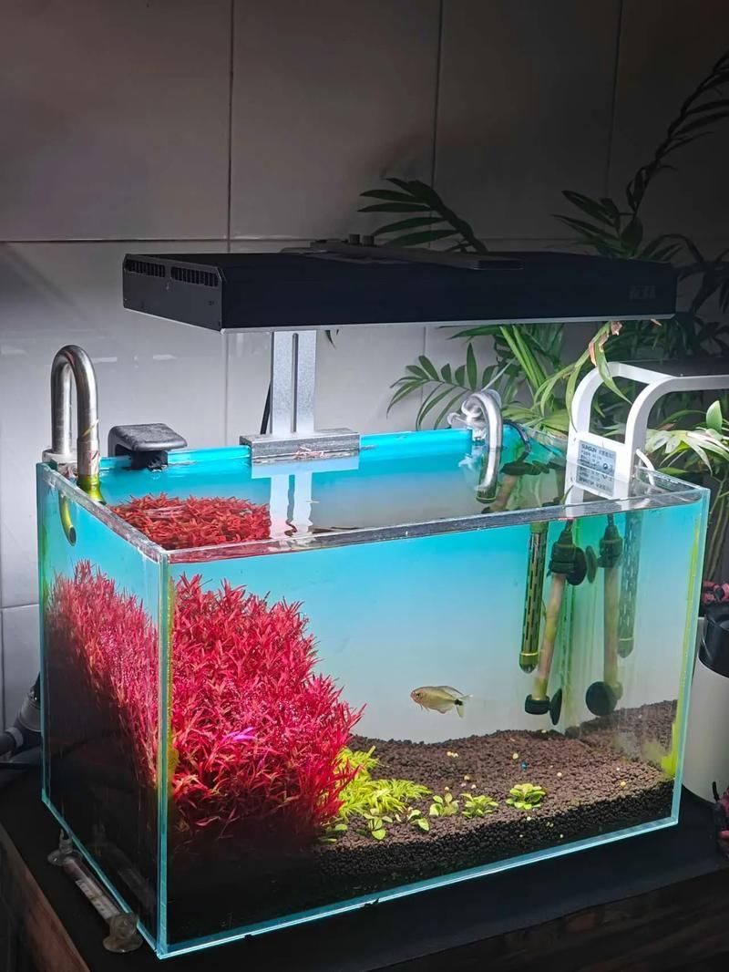 祥龍魚場還有哪些造景風格？，祥龍魚場的造景風格探索 祥龍魚場還有哪些造景風格？，祥龍魚場的造景風格探索 龍魚百科 第8張