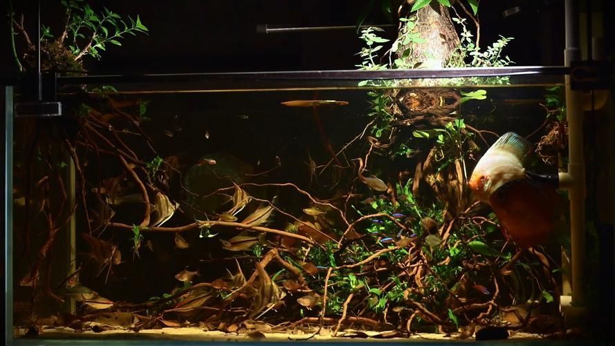 祥龍魚場還有哪些造景風格？，祥龍魚場的造景風格探索 祥龍魚場還有哪些造景風格？，祥龍魚場的造景風格探索 龍魚百科 第12張