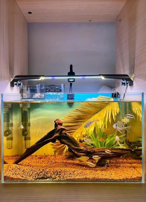 祥龍魚場還有哪些造景風格？，祥龍魚場的造景風格探索 祥龍魚場還有哪些造景風格？，祥龍魚場的造景風格探索 龍魚百科 第16張