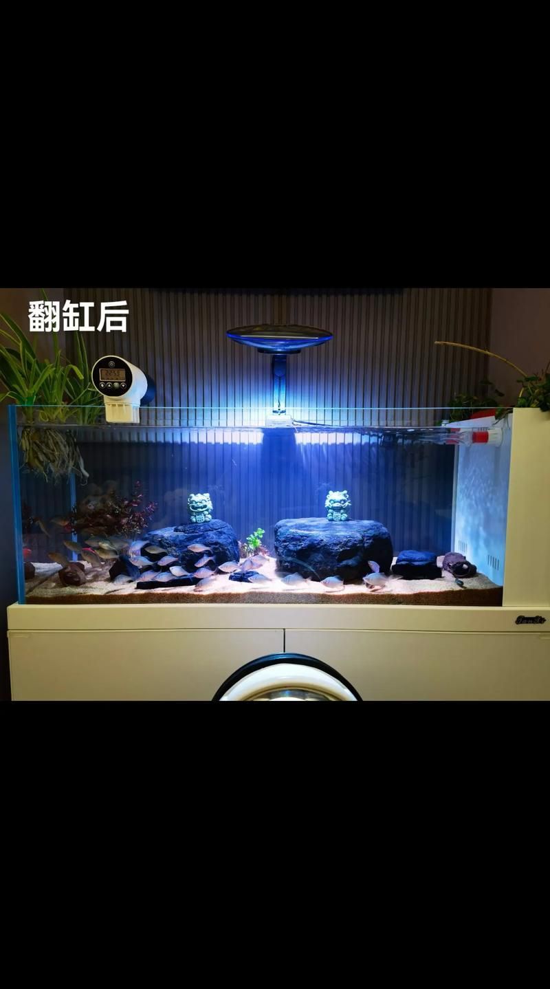有哪些適合紅龍魚的造景方案，紅龍魚的造景技術