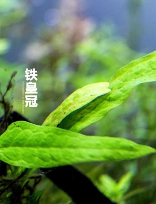 有哪些適合紅龍魚的造景方案，紅龍魚的造景技術