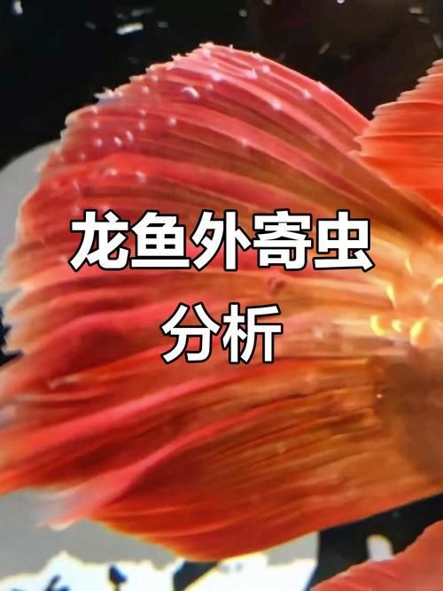 如何預防金龍魚再次感染寄生蟲，arxiv論文助手arxiv論文助手arxiv論文助手