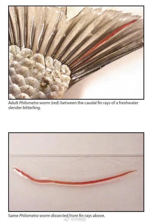 如何判斷魚是否感染了線蟲,arxiv論文助手arxiv論文arxiv論文助手 龍魚百科 第5張 如何判斷魚是否感染了線蟲,arxiv論文助手arxiv論文arxiv論文助手 如何判斷魚是否感染了線蟲,arxiv論文助手arxiv論文arxiv論文助手 龍魚百科 第5張