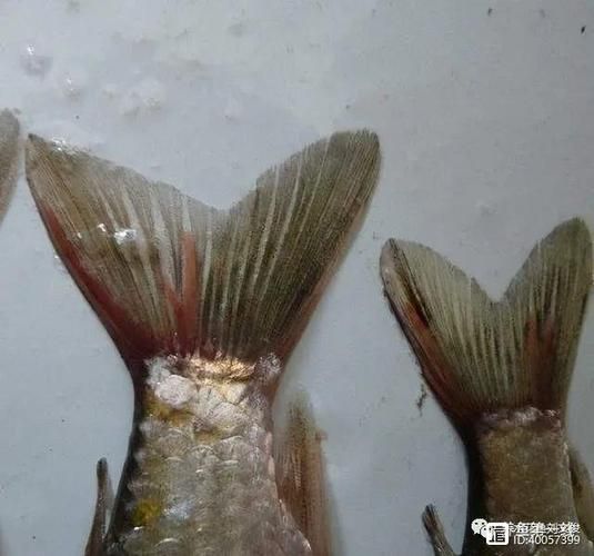 如何判斷魚(yú)是否感染了線蟲(chóng)，arxiv論文助手arxiv論文arxiv論文助手