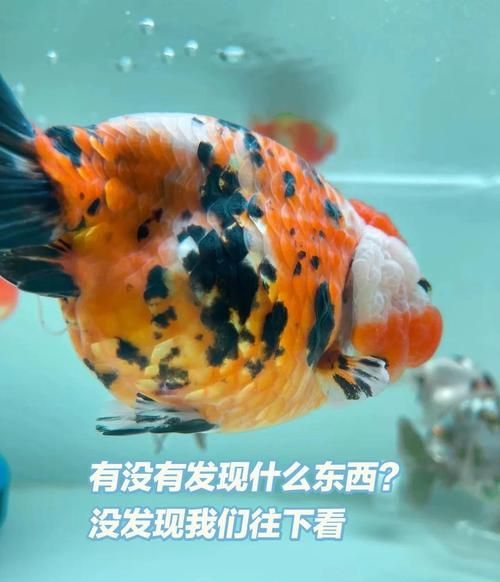 龍魚內寄和外寄如何治療，龍魚內寄與外寄生蟲治療實操流程 龍魚內寄和外寄如何治療，龍魚內寄與外寄生蟲治療實操流程 龍魚百科 第11張