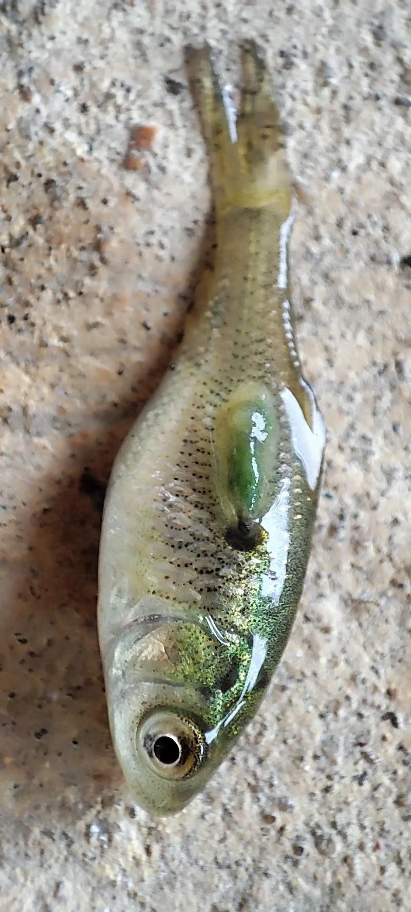 龍魚內寄和外寄如何治療，龍魚內寄與外寄生蟲治療實操流程 龍魚內寄和外寄如何治療，龍魚內寄與外寄生蟲治療實操流程 龍魚百科 第9張