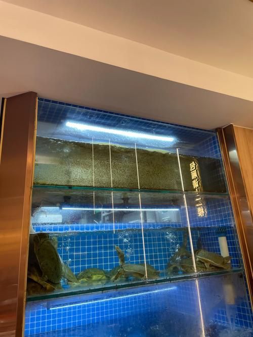 如何判斷一個龍魚漁場是否可靠?,如何判斷一個龍魚漁場可靠性? 龍魚百科 第4張 如何判斷一個龍魚漁場是否可靠?,如何判斷一個龍魚漁場可靠性? 如何判斷一個龍魚漁場是否可靠?,如何判斷一個龍魚漁場可靠性? 龍魚百科 第4張