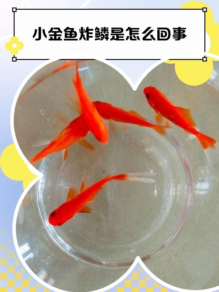 松鱗病有哪些早期癥狀，孔雀魚得了松鱗病怎么辦余月教你早期預防和治療