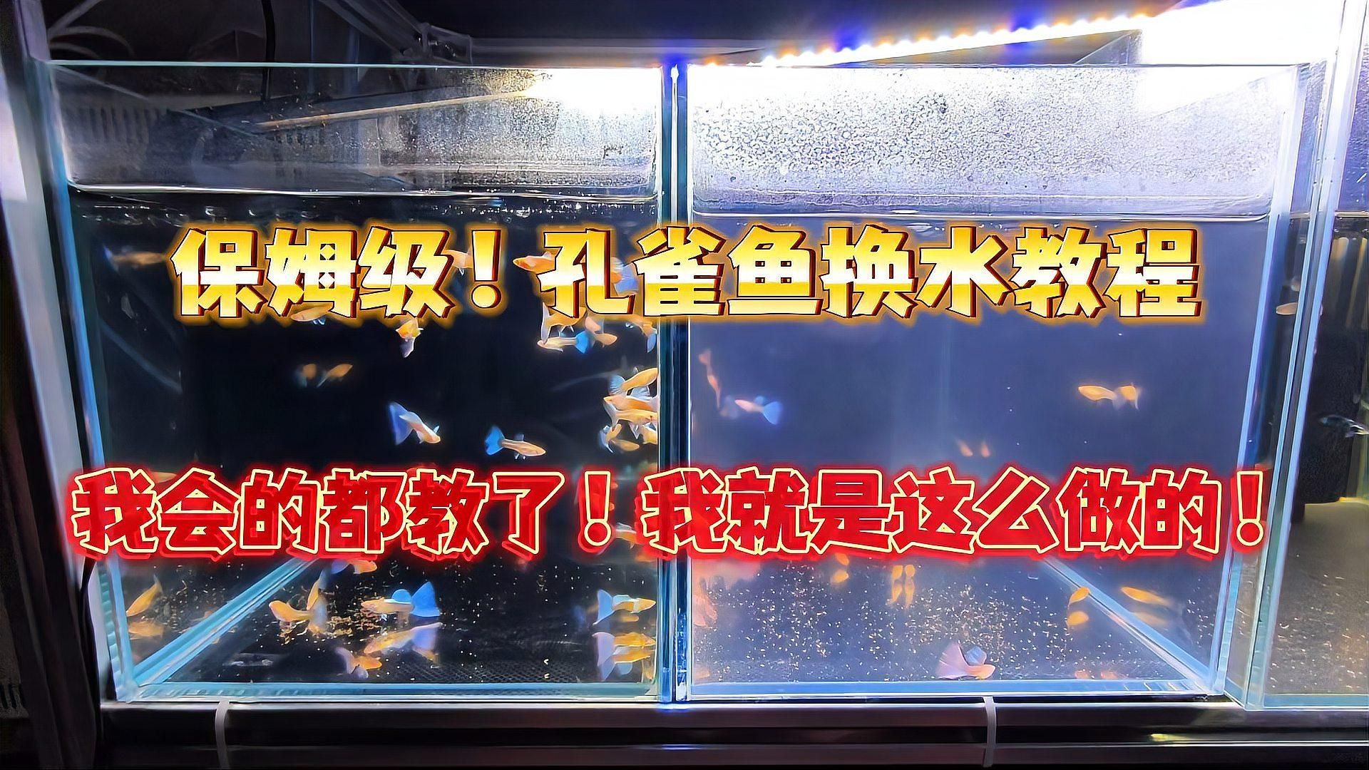 孔雀魚換水時需要注意什么，保姆級孔雀魚換水操作流程以及注意事項