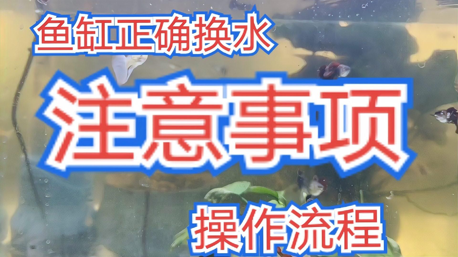 孔雀魚換水時需要注意什么，保姆級孔雀魚換水操作流程以及注意事項
