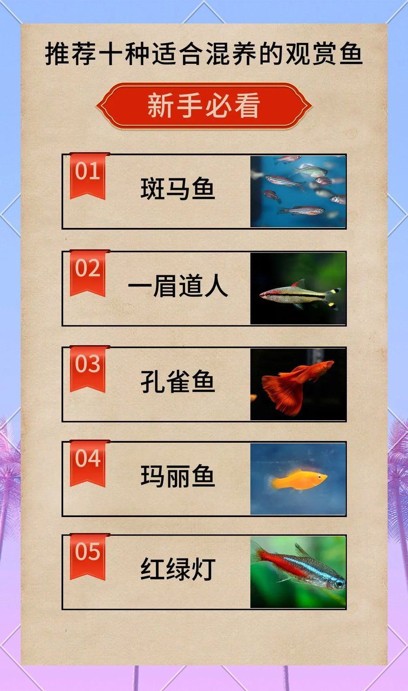 如何判斷哪些魚能一起養(yǎng)？，定制龍魚缸的價格范圍是多少 如何判斷哪些魚能一起養(yǎng)？，定制龍魚缸的價格范圍是多少 龍魚百科 第2張