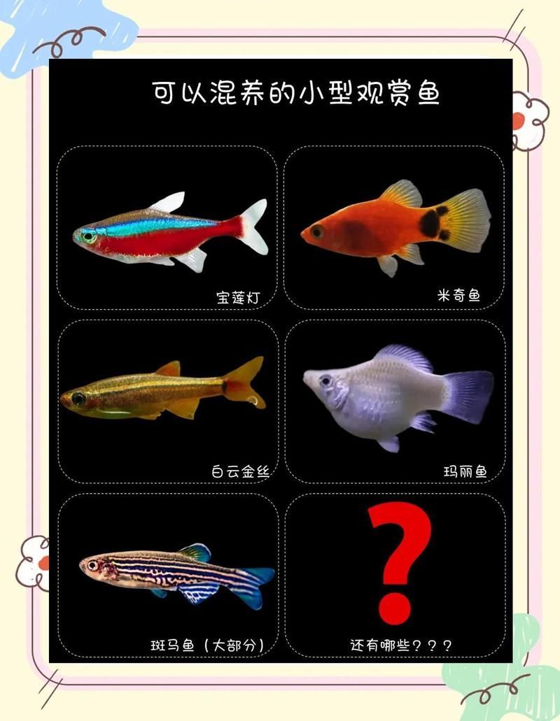 如何判斷哪些魚能一起養(yǎng)？，定制龍魚缸的價(jià)格范圍是多少