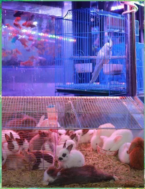 如何前往西安觀賞魚批發市場,西安觀賞魚市場對比表 龍魚百科 第2張 如何前往西安觀賞魚批發市場,西安觀賞魚市場對比表 如何前往西安觀賞魚批發市場,西安觀賞魚市場對比表 龍魚百科 第2張