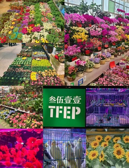 如何前往西安觀賞魚批發市場,西安觀賞魚市場對比表 龍魚百科 第4張 如何前往西安觀賞魚批發市場,西安觀賞魚市場對比表 如何前往西安觀賞魚批發市場,西安觀賞魚市場對比表 龍魚百科 第4張
