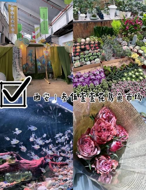 如何前往西安觀賞魚批發市場,西安觀賞魚市場對比表 龍魚百科 第5張 如何前往西安觀賞魚批發市場,西安觀賞魚市場對比表 如何前往西安觀賞魚批發市場,西安觀賞魚市場對比表 龍魚百科 第5張