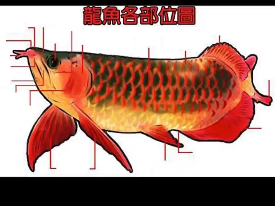 如何區分紅龍魚的品種？，區分紅龍魚的品種可以從以下幾個方面著手判斷紅龍魚的品質