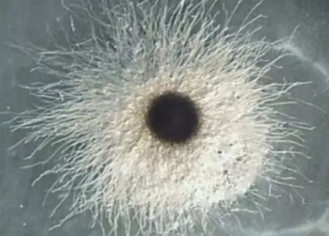 如何預(yù)防魚(yú)塘水霉病的發(fā)生，魚(yú)塘水霉病預(yù)防詳解