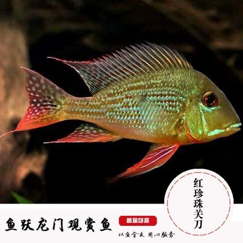 朱巴利魚有哪些品種