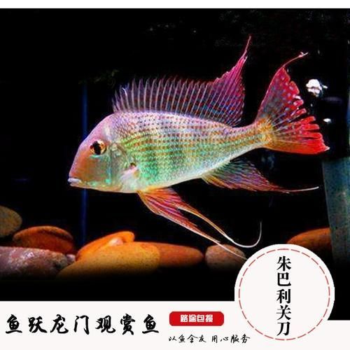 朱巴利魚有哪些品種