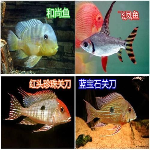 朱巴利魚有哪些品種