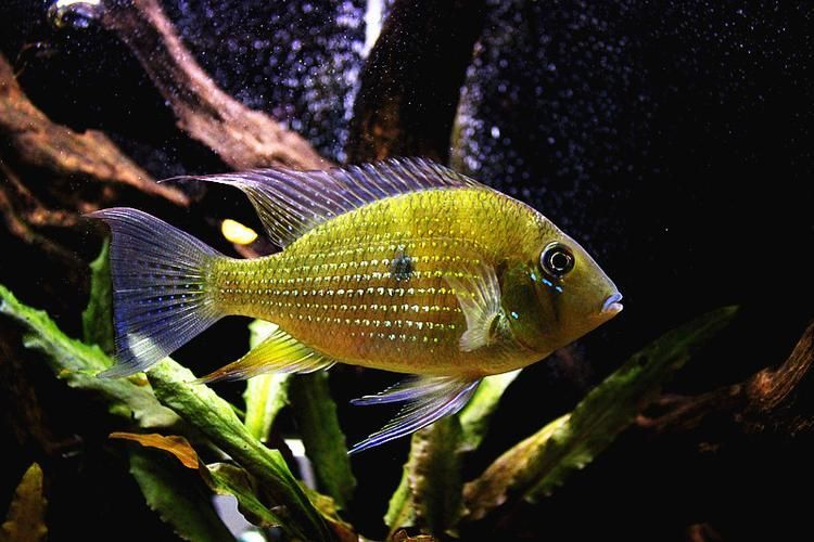 朱巴利魚有哪些品種