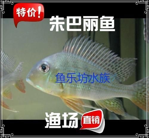 朱巴利魚有哪些品種