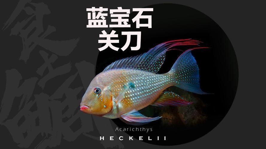 朱巴利魚有哪些品種