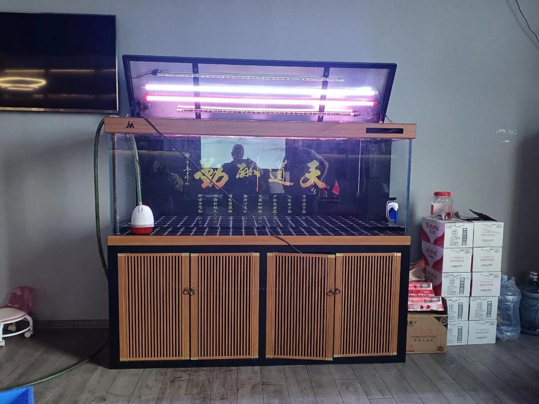 七彩龍魚有哪些飼養要點？，七彩神仙魚的飼養要點