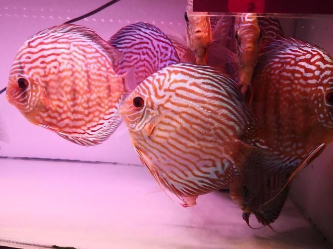 七彩龍魚有哪些飼養要點？，七彩神仙魚的飼養要點