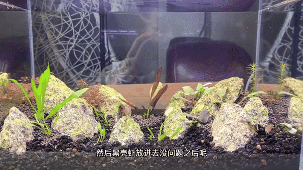 黑底泥池生態配置需要多長時間，“黑底泥池生態配置生態配置需要多長時間4至12周 黑底泥池生態配置需要多長時間，“黑底泥池生態配置生態配置需要多長時間4至12周 龍魚百科 第5張