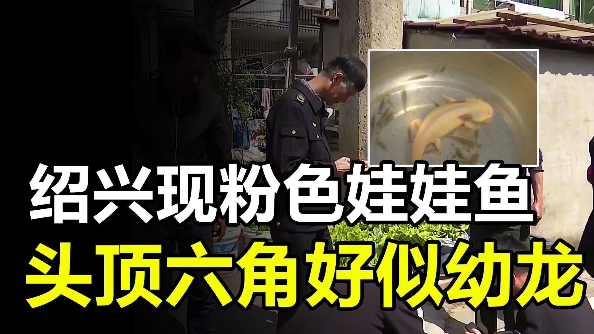 六角恐龍魚哪個品種最稀有，六角恐龍魚或六角恐龍魚是否安裝正確的魚缸過濾系統 六角恐龍魚哪個品種最稀有，六角恐龍魚或六角恐龍魚是否安裝正確的魚缸過濾系統 龍魚百科 第2張