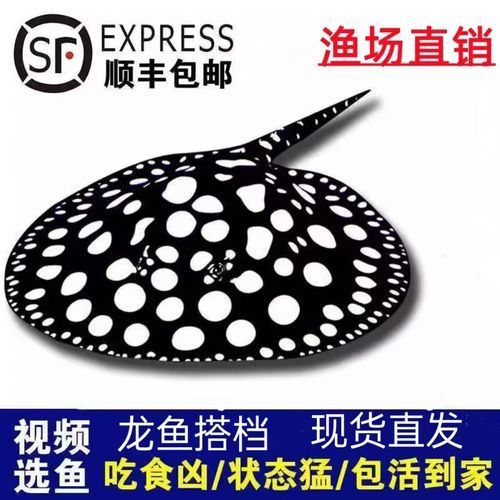 魟魚的價格是多少？，魟魚的價格是多少[需手動填充]魚的價格是多少[需手動填充]魚的價格是多少 魟魚的價格是多少？，魟魚的價格是多少[需手動填充]魚的價格是多少[需手動填充]魚的價格是多少 龍魚百科 第3張