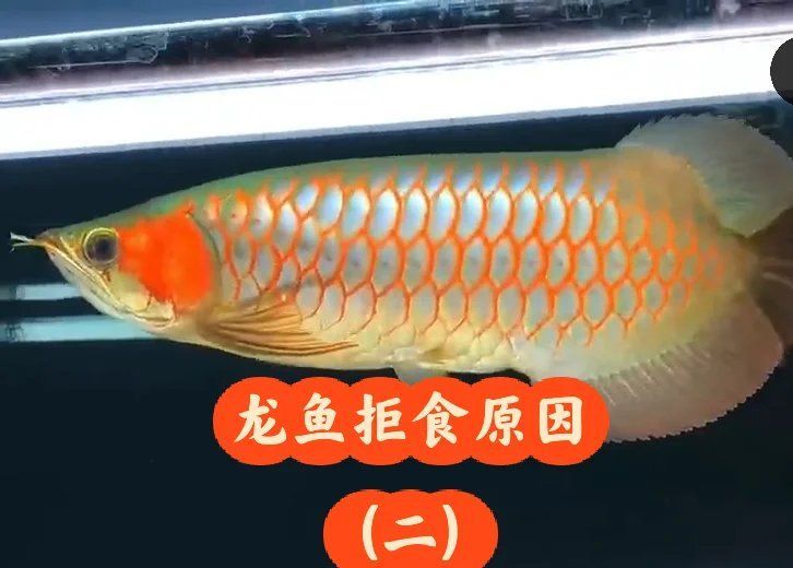 如何判斷龍魚是否偏食？，——科學判斷龍魚是否偏食乏營養缺乏營養