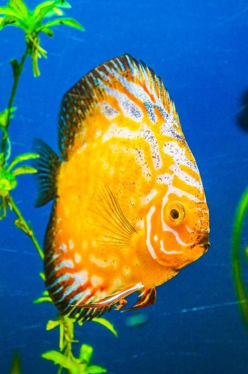 有沒有七彩神仙魚的圖片庫？，七彩神仙魚圖片庫 有沒有七彩神仙魚的圖片庫？，七彩神仙魚圖片庫 龍魚百科 第2張
