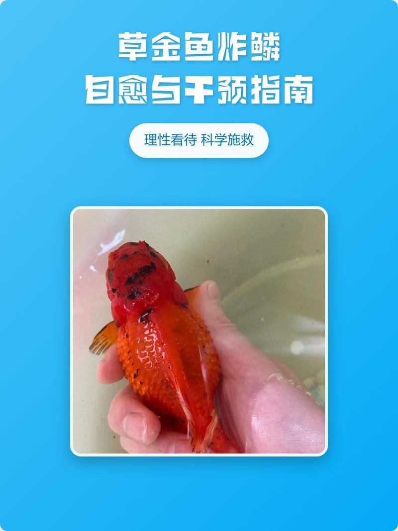 金魚炸鱗自愈后需要多久恢復，金魚炸鱗后能否自愈、恢復時間多長