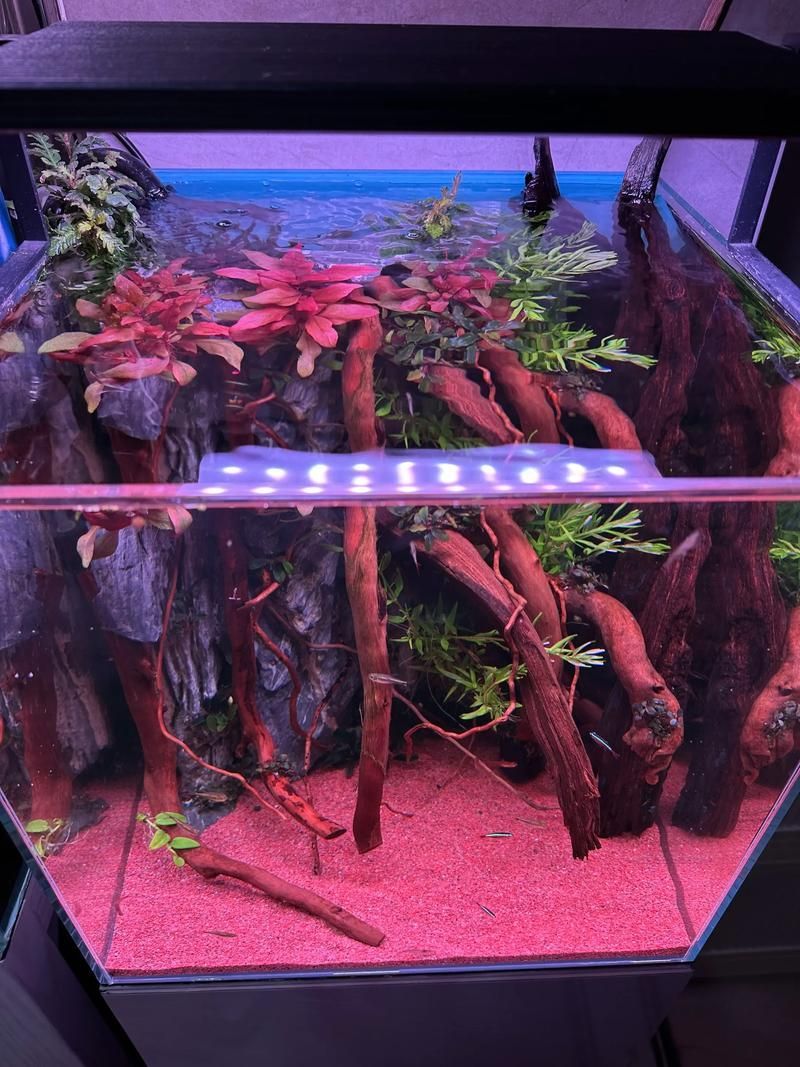如何選擇適合養(yǎng)龍的龍魚缸？，如何選擇適合養(yǎng)龍的魚缸