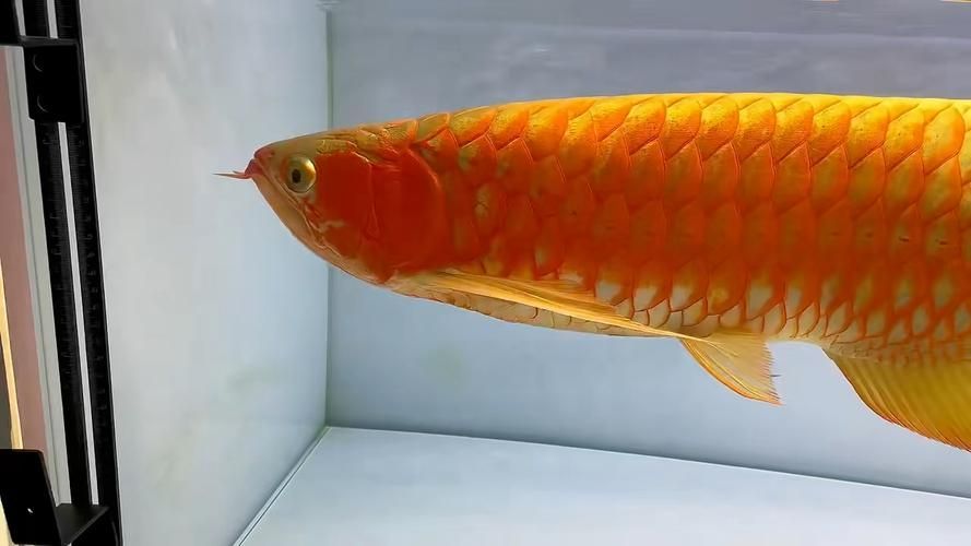能否提供更多紅龍魚品種的圖片，紅龍魚品種鑒賞指南， 能否提供更多紅龍魚品種的圖片，紅龍魚品種鑒賞指南， 龍魚百科 第5張