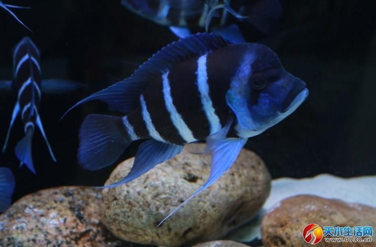 如何判斷薩伊藍魚是否成熟？，arxiv論文助手arxiv論文助手判斷薩伊藍魚成熟需求