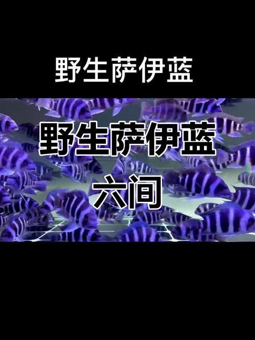 如何判斷薩伊藍魚是否成熟？，arxiv論文助手arxiv論文助手判斷薩伊藍魚成熟需求