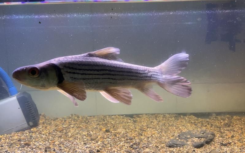 七紋巨鯉魚，白玉紅龍魚的最佳飼養溫度是多少白玉紅龍魚最佳飼養溫度是多少