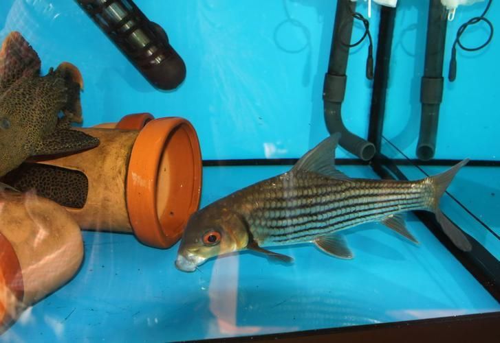 七紋巨鯉魚，白玉紅龍魚的最佳飼養溫度是多少白玉紅龍魚最佳飼養溫度是多少