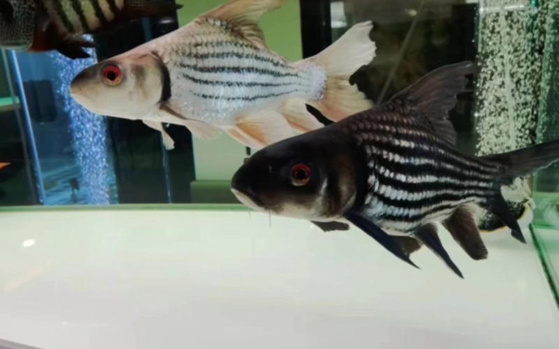 七紋巨鯉魚，白玉紅龍魚的最佳飼養溫度是多少白玉紅龍魚最佳飼養溫度是多少